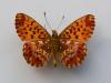 Boloria titania